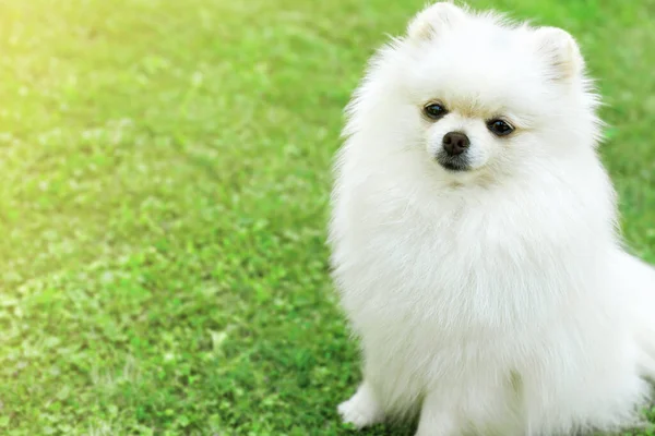 Bild des Pommerschen Spitzes im Garten. Niedlicher weißer kleiner Hund im Freien — Stockfoto