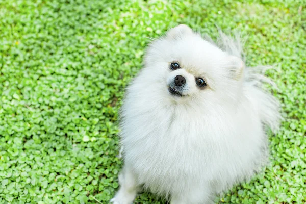 庭のザトウヒのイメージ。かわいい白い小さな犬の屋外 — ストック写真