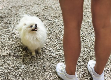 Pomeranian Spitz 'in görüntüsü taşların üzerinde ustaya bakıyor. Tatlı beyaz köpek.