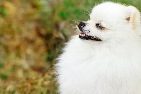 Großaufnahme von Pommernspitz im Garten. Niedlicher weißer kleiner Hund im Freien — Stockfoto