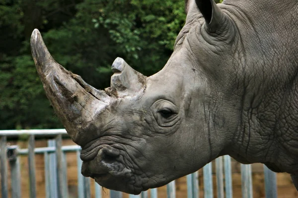 Big Ashen Rhino Head Close — Stock Photo, Image