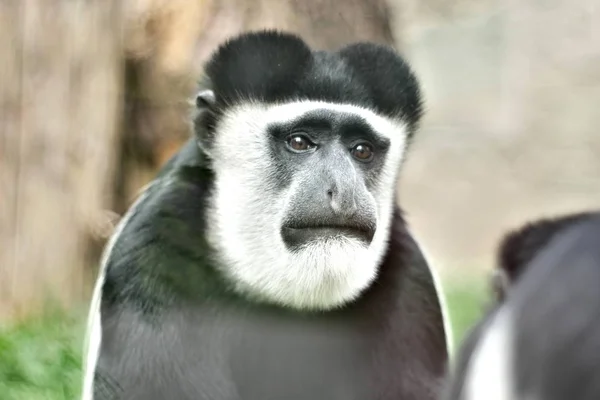 Black White Monkey Sad Face — Stock Photo, Image