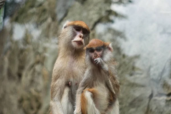 Dos Monos Lindos Sentados Juntos Haciendo Minas Divertidas — Foto de Stock