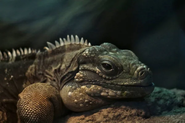 Cabeza Iguana Lagarto Verde Reptil —  Fotos de Stock