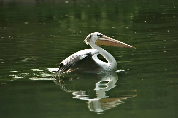 Stor Vit Fågel Pelican Trä Sjön — Stockfoto