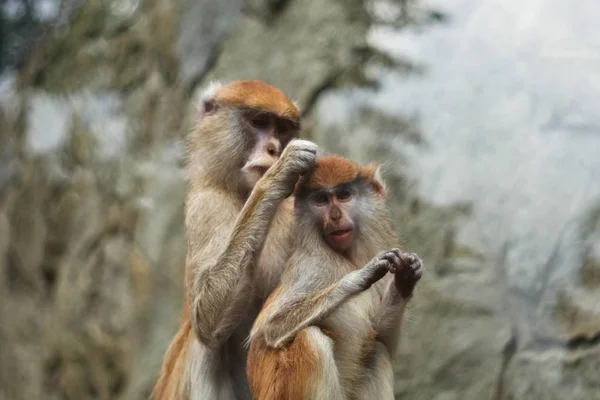 Dois Macacos Bonitos Sentados Juntos Fazendo Minas Engraçadas Fotos De Bancos De Imagens Sem Royalties