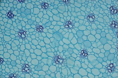 Mısır gevreği. mikroskop altında