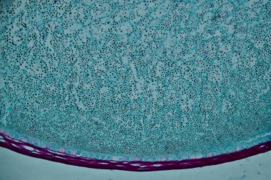 Endospermli mısır tohumu. mikroskop altında