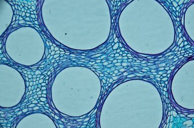 Cucurbits kök c. mikroskop altında