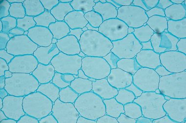 Helianthus kök c 'leri. mikroskop altında