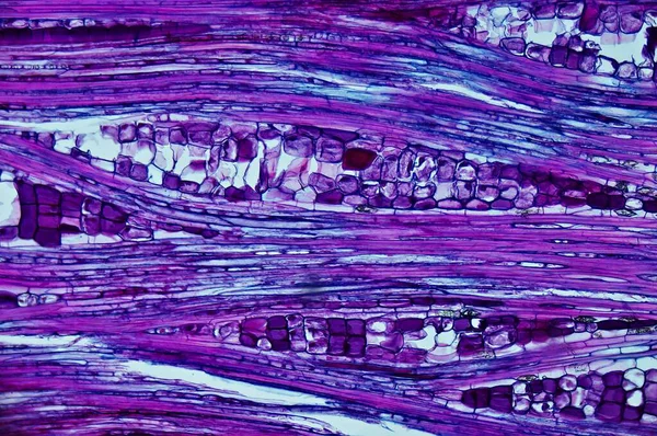 Basswood Stem Microscópio — Fotografia de Stock