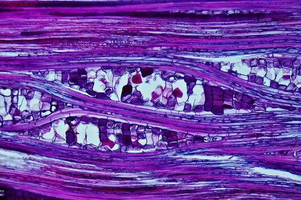 Basswood Stem Microscópio — Fotografia de Stock