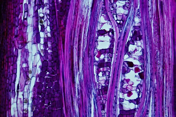 Basswood Stem Микроскопом — стоковое фото