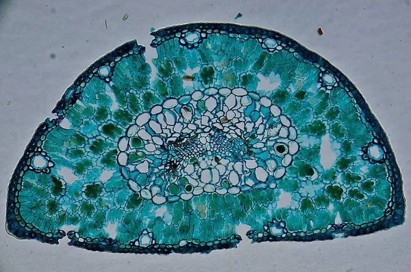 Pine leaf c.s. under microscope