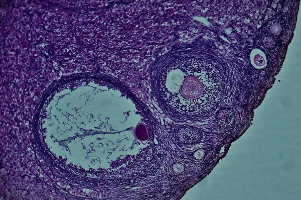 Sekundę Cat Ovary Pod Mikroskopem — Zdjęcie stockowe