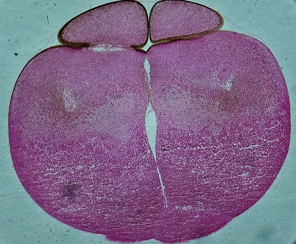 Huevo Rana Sec Bajo Microscopio — Foto de Stock