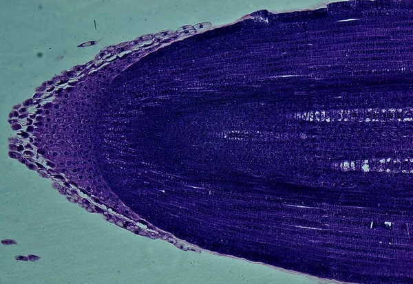 玉米根尖L 显微镜下 — 图库照片