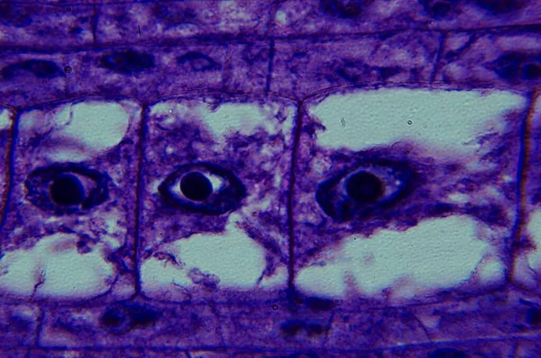 Punta Radice Mais Microscopio — Foto Stock