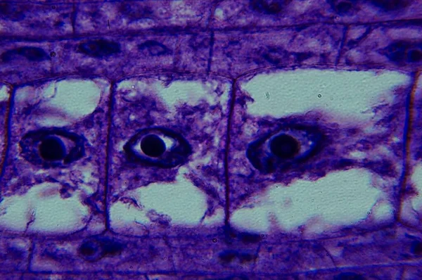 Corn Root Tip 현미경으로 — 스톡 사진