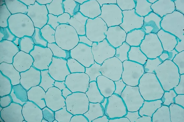 Cymbidium Powietrzny Korzeń Pod Mikroskopem — Zdjęcie stockowe