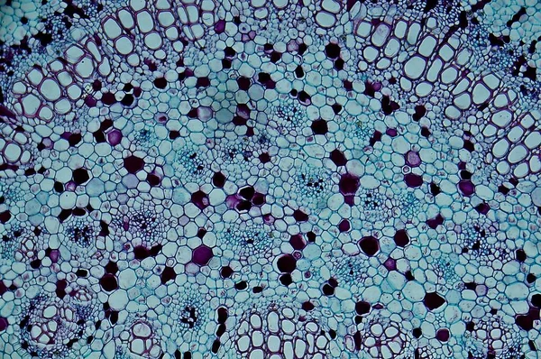 Liść Gumy Pod Mikroskopem Zbliżenie — Zdjęcie stockowe