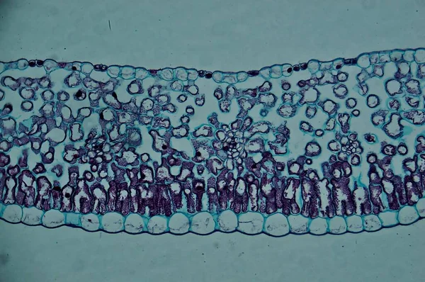 Lelieblad Onder Microscoop — Stockfoto