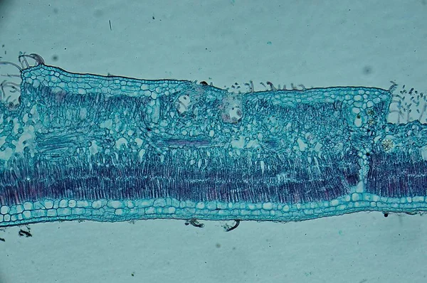 Leiden Leaf Mikroszkóp Alatt — Stock Fotó
