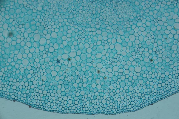 Leiden Kıç Taraftaki Muhbirler Mikroskop Altında — Stok fotoğraf