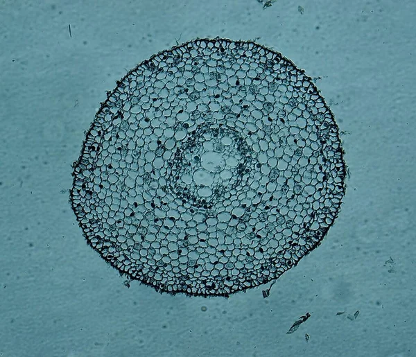 Mitocondrio Microscopio Vicino — Foto Stock