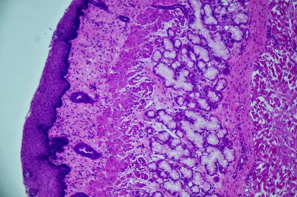 Schichtetes Flaches Epithel Unter Dem Mikroskop — Stockfoto