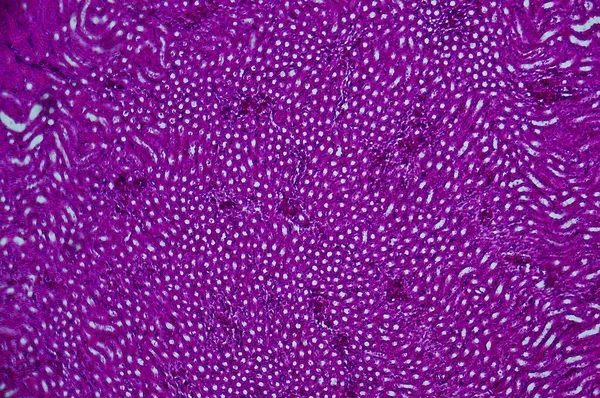Ποντικοκούραδα Κάτω Από Μικροσκόπιο — Φωτογραφία Αρχείου