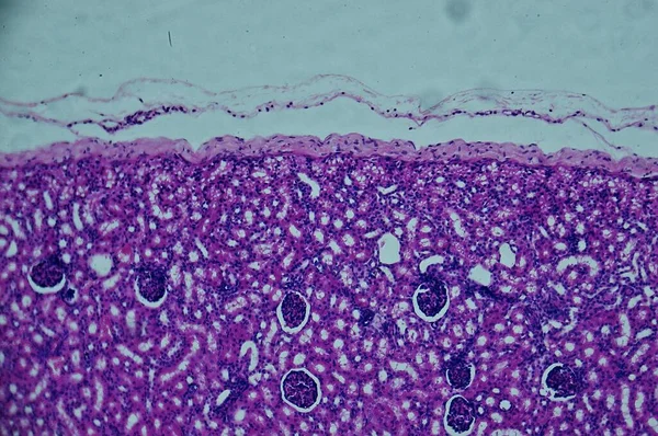 Крысиная Почка Кровеносными Сосудами Введена Сек Микроскопом — стоковое фото