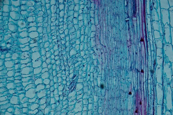 Cucurbitáceas Caule Microscópio — Fotografia de Stock