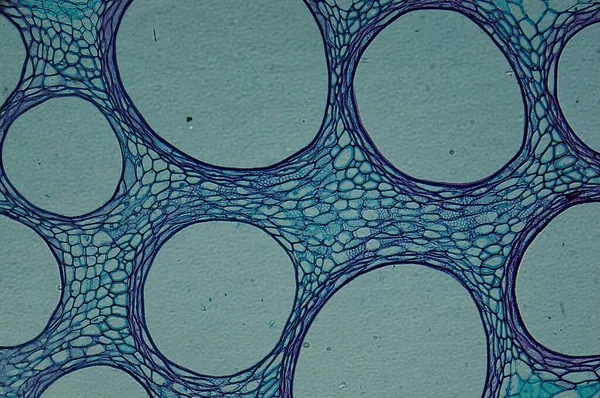 Cucurbits Kök Mikroskop Altında — Stok fotoğraf