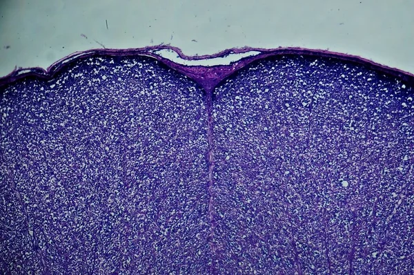 Espinal Medula Microscópio — Fotografia de Stock