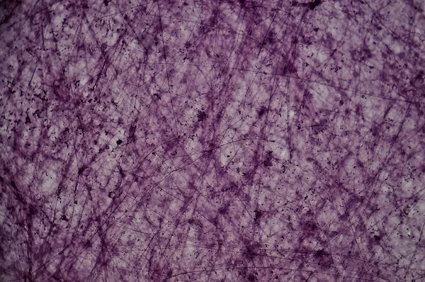 Tessuto Connettivo Sciolto Microscopio — Foto Stock
