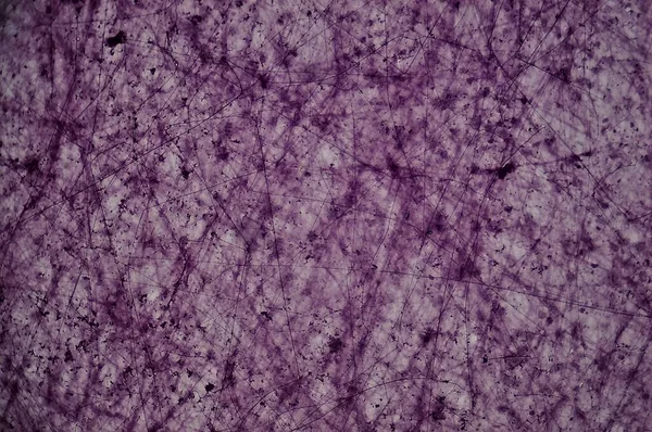 Luźna Tkanka Łączna Pod Mikroskopem — Zdjęcie stockowe