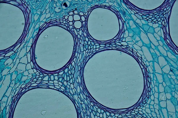 Cucurbits Stem 현미경으로 로열티 프리 스톡 이미지