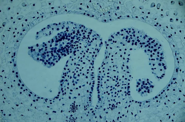 Lily Yumurtalık Mikroskop Altında — Stok fotoğraf