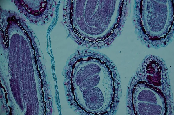 Старый Добрый Эмбрион Капселлы Микроскопом — стоковое фото