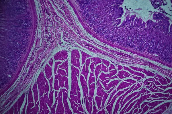 Sekundę Żołądka Pod Mikroskopem Zbliżenie — Zdjęcie stockowe
