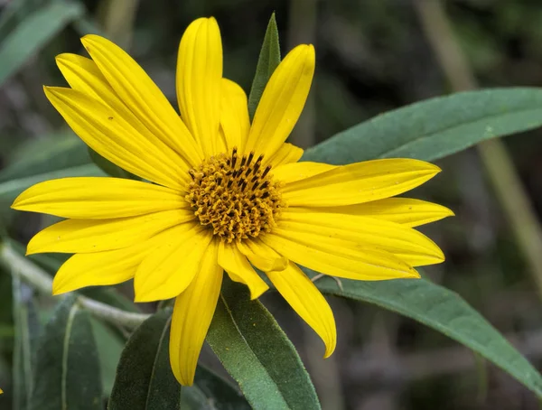 Maximilian Żółty Kwiat Słonecznika Wieloletnich — Zdjęcie stockowe