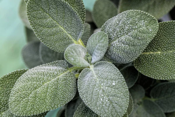 Herb Common Sage Salvia Officinalis Herb Used Cooking — Stock Photo, Image