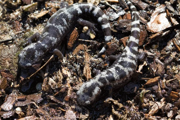 Retiküle Flatwoods semender - Ambystoma bishopi Alabama ABD amfibi