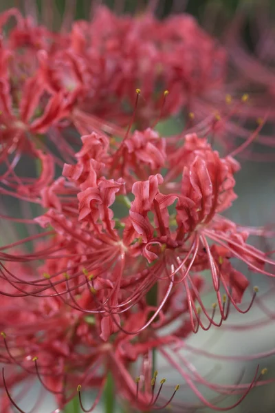 Red Orange Spider Lily