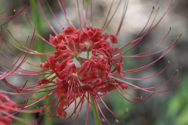 Red Orange Spider Lily