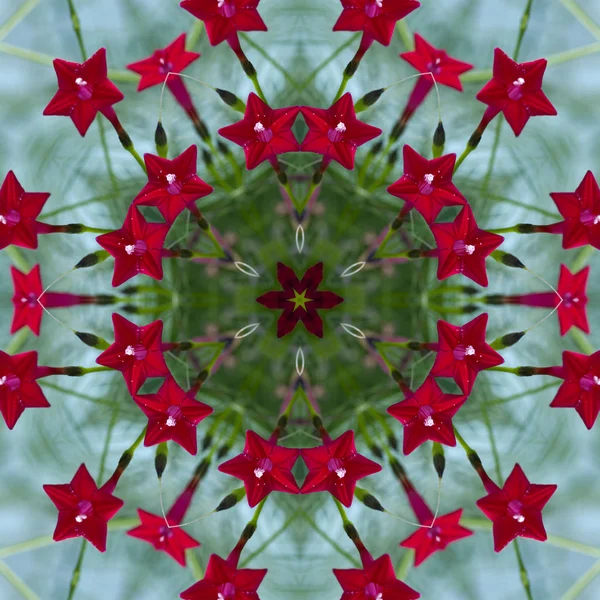 Red Cardinal Vine Flowers Cypress Vine Ipomoea Quamoclit Kaleidoscope — Stock Photo, Image