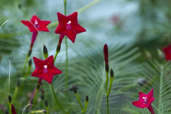 Цветы Красных Кардиналов Cypress Vine Ipomoea Quamoclit — стоковое фото