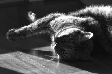 Siyah beyaz Sunshing içinde döşeme tembel kedicik