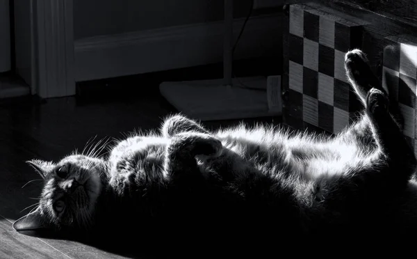 Lazy Kitty Black White Laying Sunshing — Stock Photo, Image